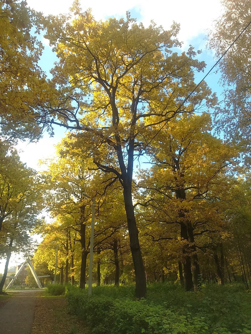 Дуболомы на Арбатской