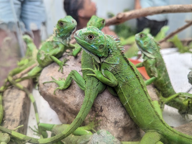 Green Iguana Conservation Project