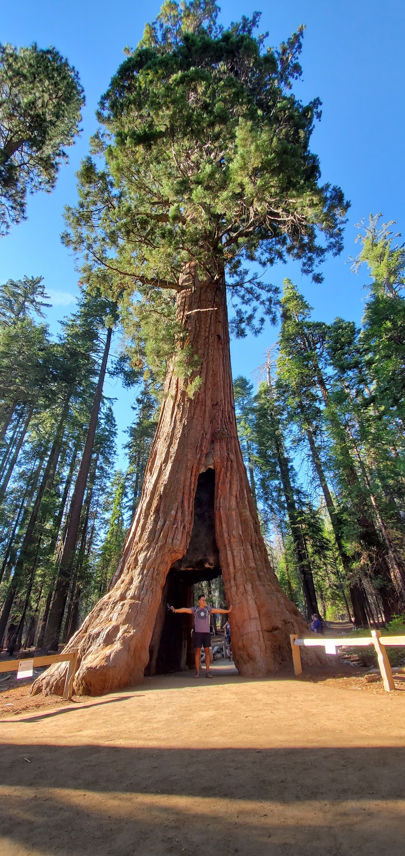 Mariposa Grove & Grizzly Giant