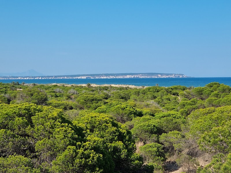 Guardamar del Segura Dunes