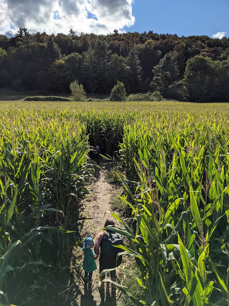 Percy Farm Corn Maze
