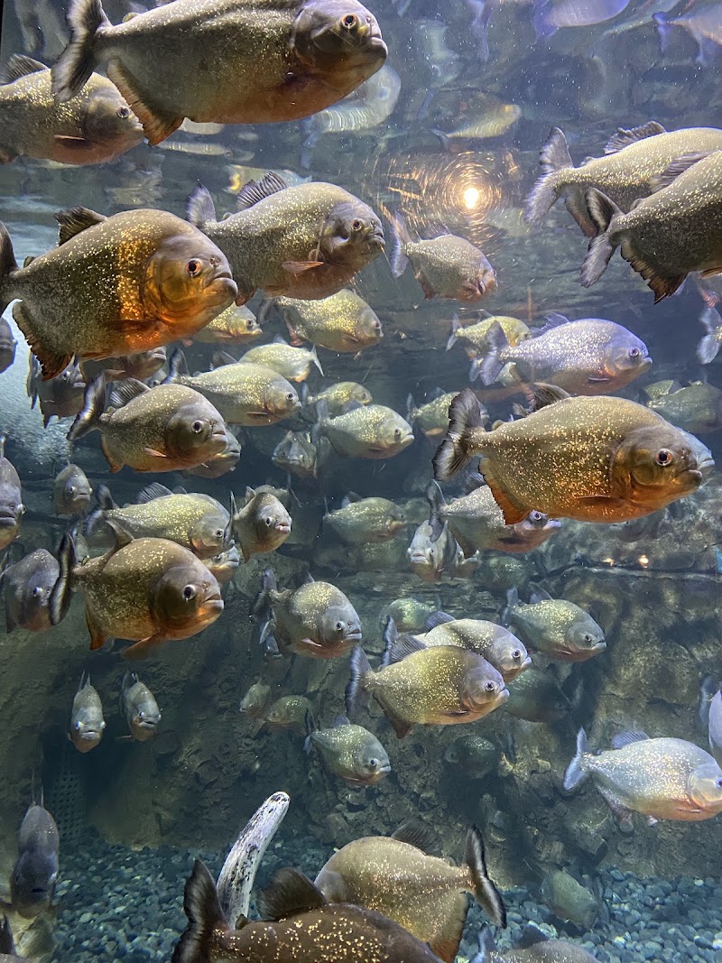 Океанариум Jakarta Aquarium & Safari
